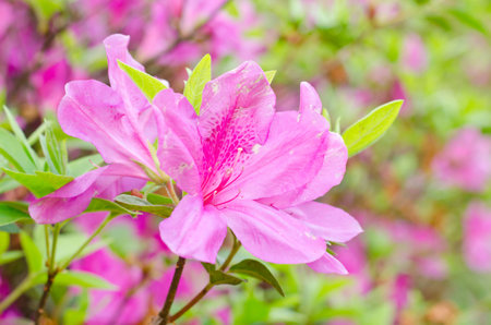 Close up of pink flower, Azalea of Thailand, Rhododendron sp の写真素材