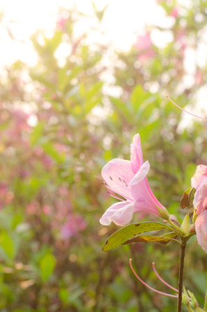 Pink flower, Azalea of Thailand, Rhododendron sp の写真素材