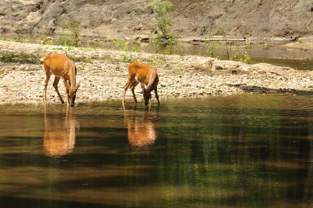 Deers drinking water at river, Wild Thailandの写真素材