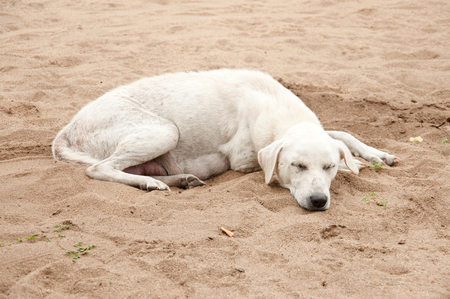 Thai dog sleeping on sand beachの写真素材