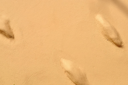 Brown cement wall for texture backgroundの写真素材