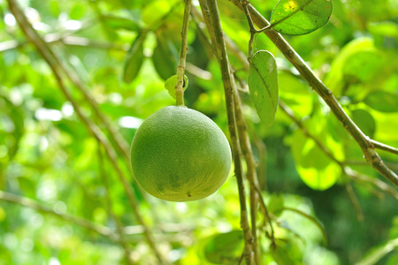 Closeup of Pomelo fruit on tree in garden, Citrus maxima