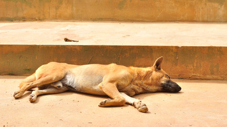 Thai stray dog sleeping on walkwayの写真素材