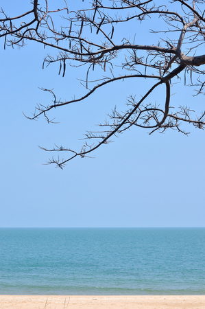 Sea with tree branch, ocean backgroundの写真素材