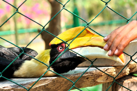 Closeup of a female Great Hornbill in zoo, Buceros bicornisの写真素材