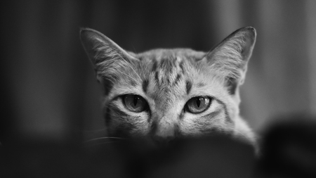 Closeup of cat in black and white styleの写真素材