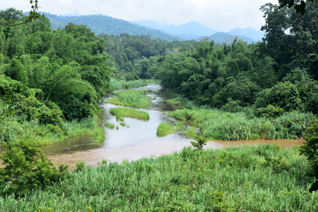 Forest landscape at Huai Kha Khaeng Wildlife Sanctuary, Thailandの写真素材