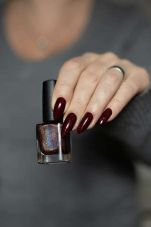Woman hand with long nails and a bottle of dark red burgundy nail polish