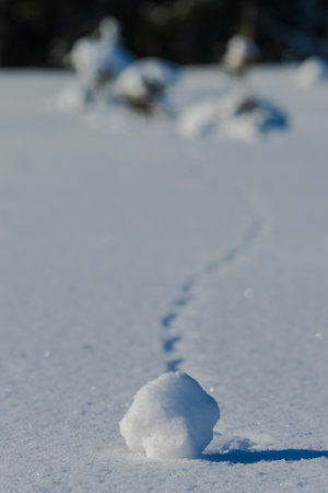 winter landscape. White snowy field and trees covered in snow in sunlight against a blue sky background. background designの写真素材
