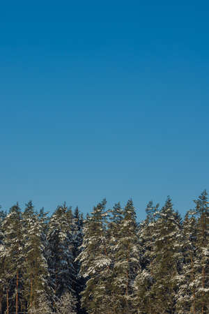 winter landscape. White snowy field and trees covered in snow in sunlight against a blue sky...