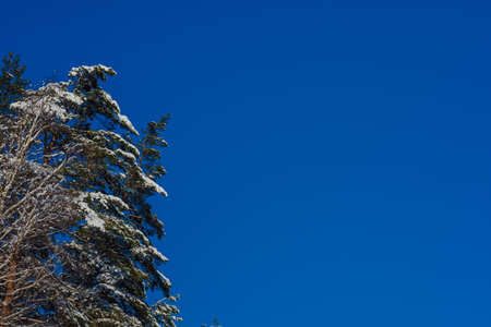 Winter background for design. White branches in hoarfrost and trees against a blue skyの写真素材