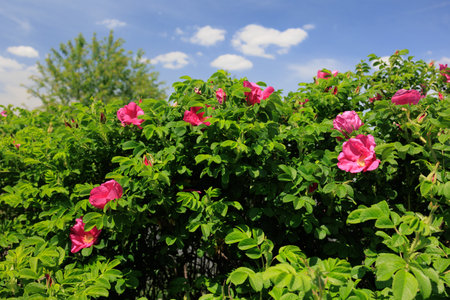 Branches with buds and pink flowers, wild roses on the bushes in the parkの写真素材