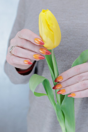 Women's hands hold flowers, a bouquet of yellow tulipsの写真素材