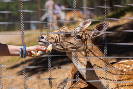 A deer and fawns in an enclosure in a zoo-landscape park on a summer dayの写真素材