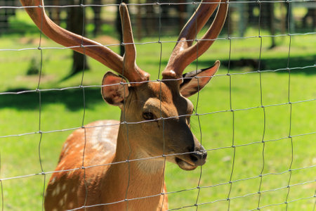 A deer and fawns in an enclosure in a zoo-landscape park on a summer dayの写真素材