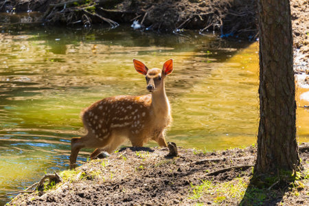 A deer and fawns in a forest in a park on a summer dayの写真素材