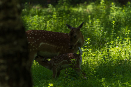 A deer and fawns in a forest in a park on a summer dayの写真素材