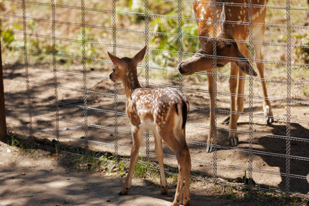 A deer and fawns in an enclosure in a zoo-landscape park on a summer dayの写真素材