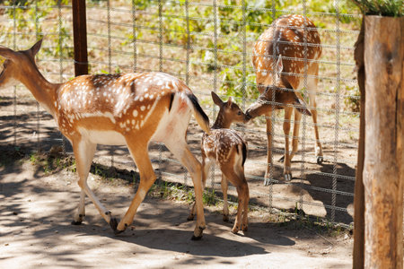A deer and fawns in an enclosure in a zoo-landscape park on a summer dayの写真素材