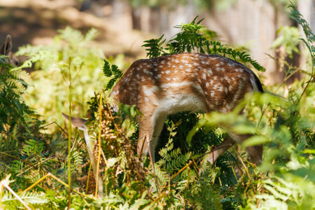 A deer and fawns in a forest in a park on a summer dayの写真素材