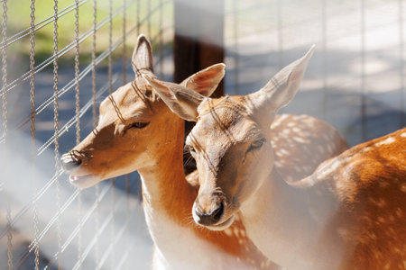 A deer and fawns in an enclosure in a zoo-landscape park on a summer dayの写真素材