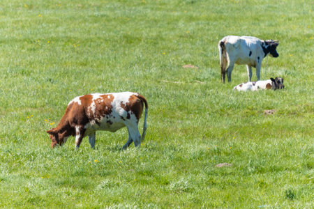 Herd of cows grazing in a meadow with green grass.の写真素材