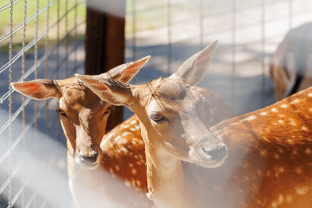 A deer and fawns in an enclosure in a zoo-landscape park on a summer dayの写真素材