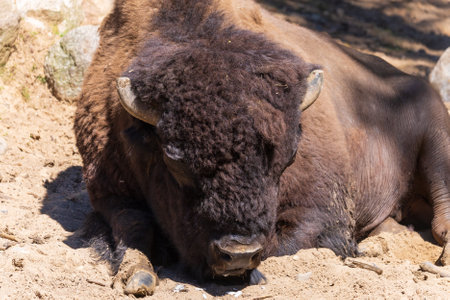 American Bison, also known as the Bison or simply the Bison.の写真素材