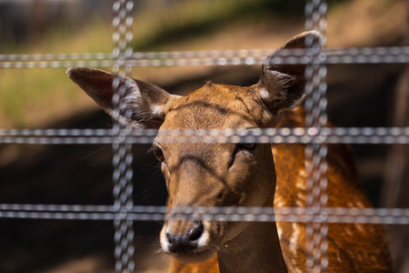 A deer and fawns in an enclosure in a zoo-landscape park on a summer dayの写真素材