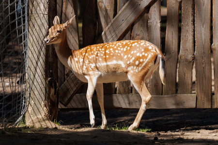 A deer and fawns in an enclosure on a summer dayの写真素材