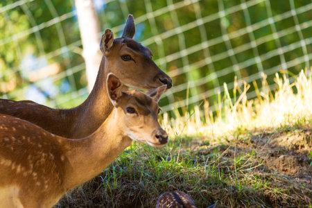 A deer and fawns in an enclosure on a summer dayの写真素材
