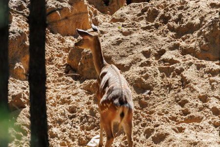 A deer in a park on a summer dayの写真素材