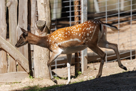A deer and fawns in an enclosure in a zoo-landscape park on a summer dayの写真素材
