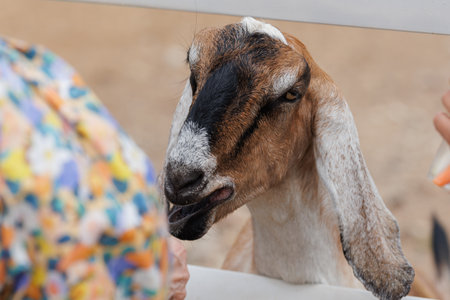 Close up of the head of a goat in a farm. Goat portraitの写真素材