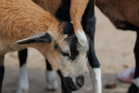 Close-up of a goat in a zoo. Goat in the zoo.の写真素材