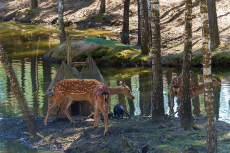 A deer and fawns in an enclosure in a zoo-landscape park on a summer dayの写真素材