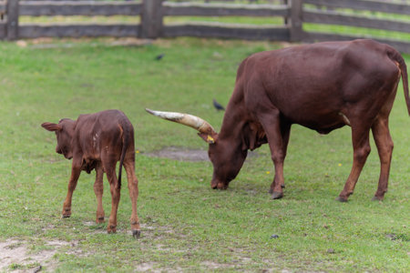 Calf and cow on the meadow in the farm, Thailand.の写真素材