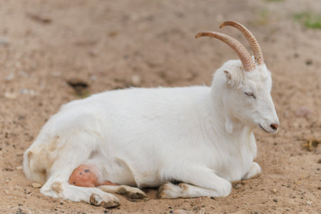 White goat with long horns lying on the ground in the zoo.の写真素材