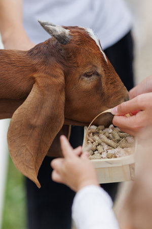 Feeding a goat from a wooden bowl at a farm exhibition.の写真素材