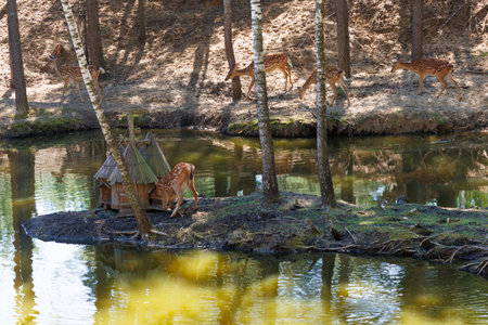 Deer and fawns in an enclosure in a zoo-landscape park on a summer dayの写真素材