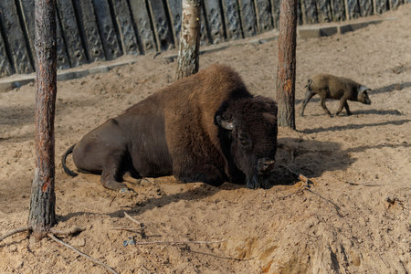Bison in the zoo. The photo was taken in Russia.の写真素材