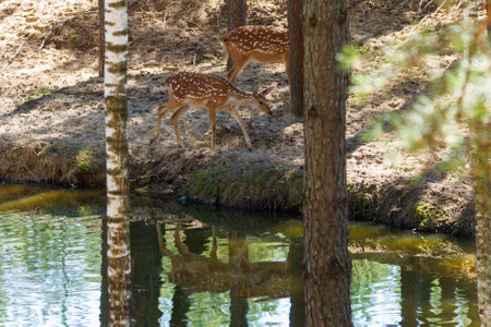 A deer and fawns in a forest on a summer dayの写真素材