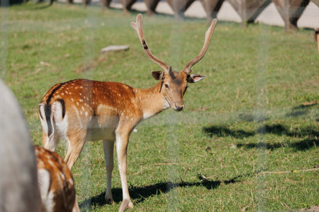 A deer and fawns in an enclosure in a zoo-landscape park on a summer dayの写真素材