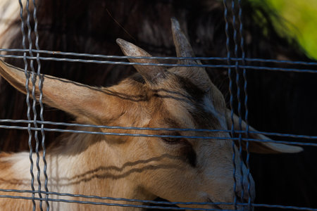 A deer and fawns in an enclosure on a summer dayの写真素材