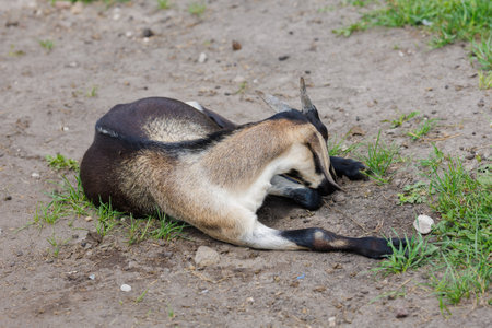 goat lies on the ground and eats a piece of bread.の写真素材