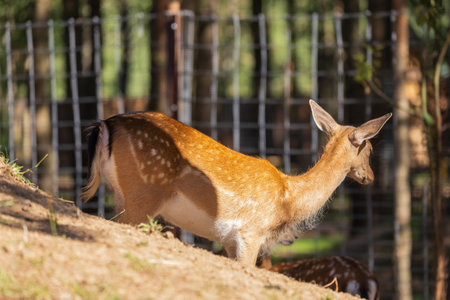 A deer and fawns in an enclosure on a summer dayの写真素材