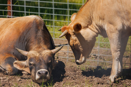 Two cows in the paddock of a farm, close-upの写真素材