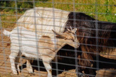 White and brown goats in a cage on a farm.の写真素材