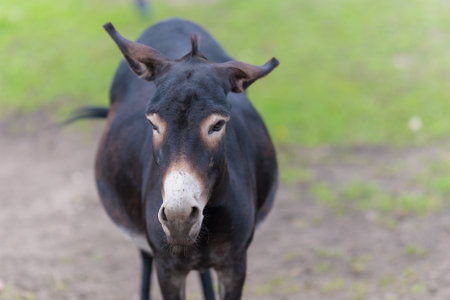Donkey in the field, close-up, selective focus.の写真素材