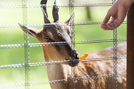 A deer in an enclosure in a zoo-landscape park on a summer dayの写真素材